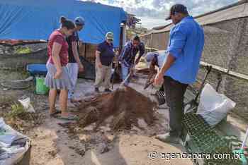 Servidores aprendem a fazer viveiros de mudas agroflorestais em Santa Maria das Barreiras - Agencia Pará