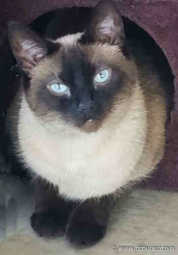 Pet of the Week: Blue (United Animal Friends) - Prescott Daily Courier