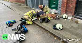 Hond gered en gereanimeerd uit brandend appartement in Brugge, dier had zelfs geen hartslag meer - Vlaamse Radio- en Televisieomroeporganisatie