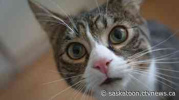 'At critical capacity': Saskatoon SPCA copes with influx of cats - CTV News Saskatoon