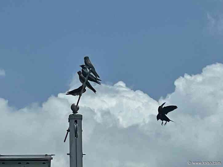 Hotter temperatures may force common birds away