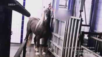 Anklage gegen Mitarbeiter von Pferdemetzgerei in Kaiserslautern - SWR Aktuell