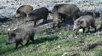 Rieti, peste suina: sopralluogo europeo - ilmessaggero.it