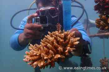 Kenya turns to reef nurseries to combat coral bleaching - Ealing Times