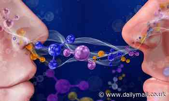 People who have similar body odours are more likely to make friends, study shows 