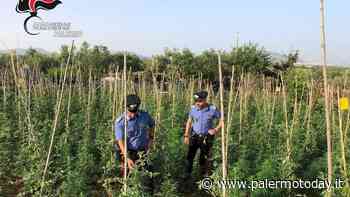 L’erba di Partinico, sequestrate oltre mille piante di marijuana: denunciato un uomo - PalermoToday