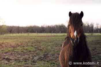 Due pony nelle vie del centro di Cagliari per “allietare” lo shopping: iniziativa ritirata dopo le proteste - Kodami