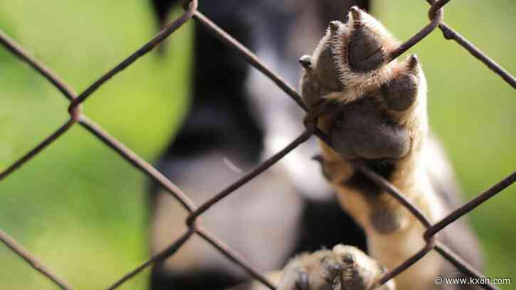 Austin-area animal shelters holding adoption specials Saturday to help with overcrowding