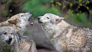 Wolf in Attendorn: Fachleute bestätigen Sichtung - WP News