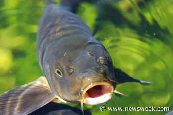 Minnesota Girl, 11, Chases Down Giant Carp and Catches It With Bare Hands - Newsweek