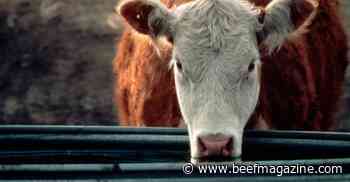 Good enough to drink?