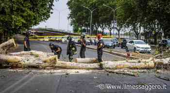 Roma, albero cade in viale Marco Polo e colpisce due auto (foto Caprioli/Ag.Toiati) - ilmessaggero.it