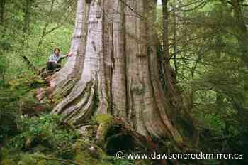Canada's fourth-widest tree identified in North Vancouver - Dawson Creek Mirror