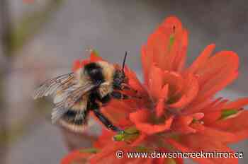 Rising temperatures are hurting North America's bumblebees - Dawson Creek Mirror
