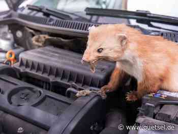 HUK Coburg Versicherungsgruppe, Marders Lieblingsspeise, Kabel und Schläuche, Gütsel Online, OWL live - Gütsel