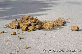 Keine Kuhfladen – jetzt entscheiden Pferdeäpfel! - Fränkischer Tag