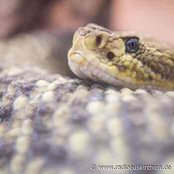 Von Klapperschlange gebissen - 35-Jährige außer Lebensgefahr - radioeuskirchen.de
