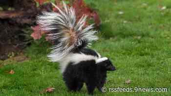 Rabid skunks approach pets in Boulder County
