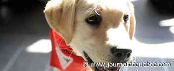 Des chiens Mira dans les tribunaux spécialisés du Québec