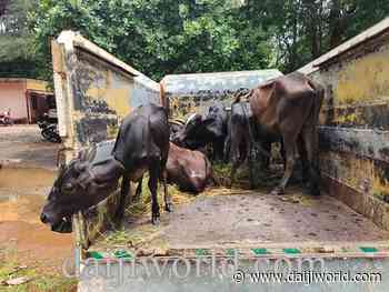 Online applications mandatory for permission to transport cattle in Karnataka - Daijiworld.com