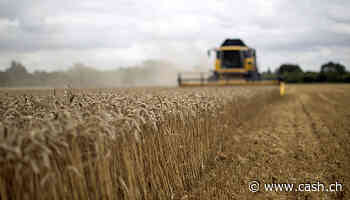 Inflation - Dank Erntesaison: Lebensmittelpreise dürften bald wieder sinken