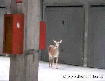 Daino tra i box a Rho, recuperato dalla Polizia locale - Il Notiziario