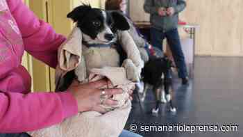 Castraciones caninas gratuitas este martes en Punta Negra; miércoles en Aiguá y jueves en Maldonado - Semanario La Prensa