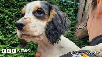Puppies stolen in Surrey found in Berkshire after arrests made - BBC