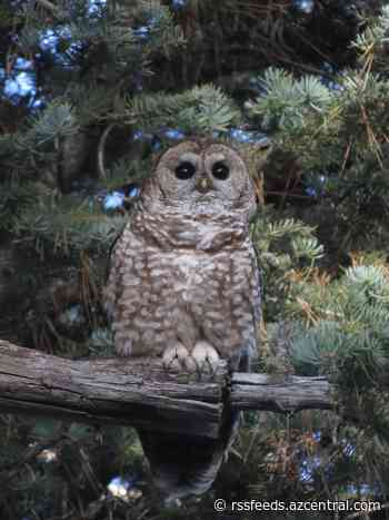 Wildfires like Rodeo-Chediski imperil Mexican spotted owls, but is forest work also a threat?