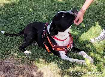 Pets of the week: Fergus will steal your heart. Adele is curious and playful - MLive.com