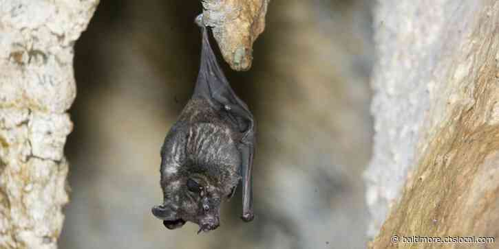 Maryland Zoo Adds 150 Bats, More Than Quadrupling Population