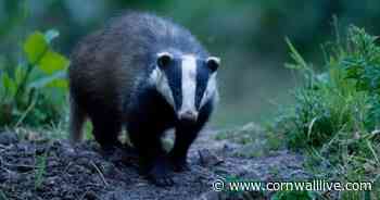 Badgers at risk of extinction in Cornwall as Bovine TB cull intensifies - Cornwall Live
