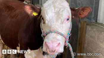 Royal Cornwall Show back after Covid cancellations - BBC