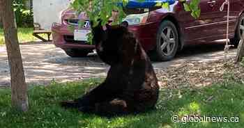 Bear sighting leads to another shelter in place for Durham Region school - Global News