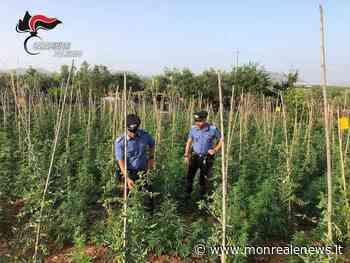 Partinico, scoperta piantagione di cannabis fra ortaggi: denunciato 56enne - Monreale News
