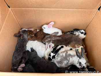 NICHELINO - Nuovo abbandono di animali: 15 conigli in uno scatolone - TorinoSud