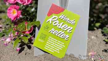 Rosenretter gesucht: Blumen aus Rostocker Rosengarten stehen zum Verkauf - nnn.de