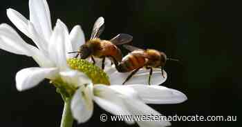 New bee zones established after mite finds - Western Advocate