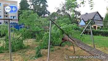 Luckenwalde: Baum stürzt in der Arndtstraße auf einen Wäscheplatz - Märkische Allgemeine Zeitung