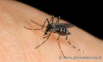 SAN MAURO TORINESE. Carosso: “C'è un'invasione di zanzare in città” - Giornale La Voce