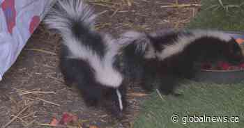 More skunks being spotted in Edmonton: ‘We can learn how to live with them’