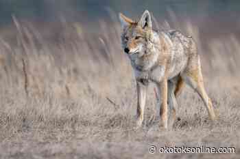 Another aggressive coyote encounter reported in Okotoks - OkotoksOnline.com