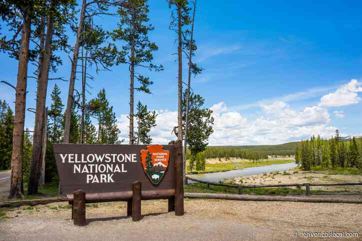 Colorado Springs man gored by bison at Yellowstone National Park