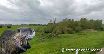 In dit gebied voelen bever en nachtegaal zich voortaan thuis en ontstaat onder water een 'koraalrif' - De Gelderlander