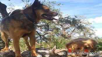 Biondo e Franchino, morti avvelenati, l'Oipa: “Gli autori vengano puniti” - BrindisiOggi