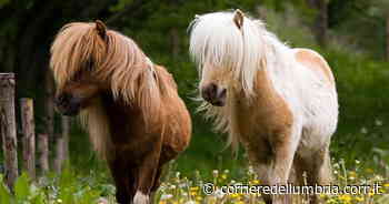 Foligno, acquista pony da 6mila euro ma è una truffa: denunciati due commercianti aretini - Corriere dell'Umbria