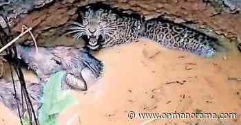 Leopard, wild boar rescued from forest pit - Onmanorama