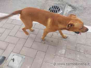 Termoli: Cane smarrito a San Giacomo - Termoli Online