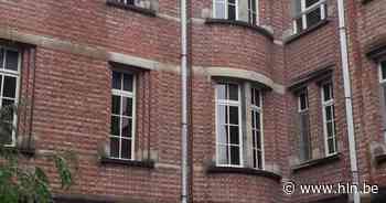 Nest hoornaars in residentie Hollenberg: “Eerste in Leuven dit jaar.” - Het Laatste Nieuws