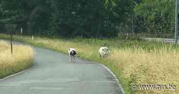 Ontsnapte koeien even op wandel | Leuven | hln.be - Het Laatste Nieuws